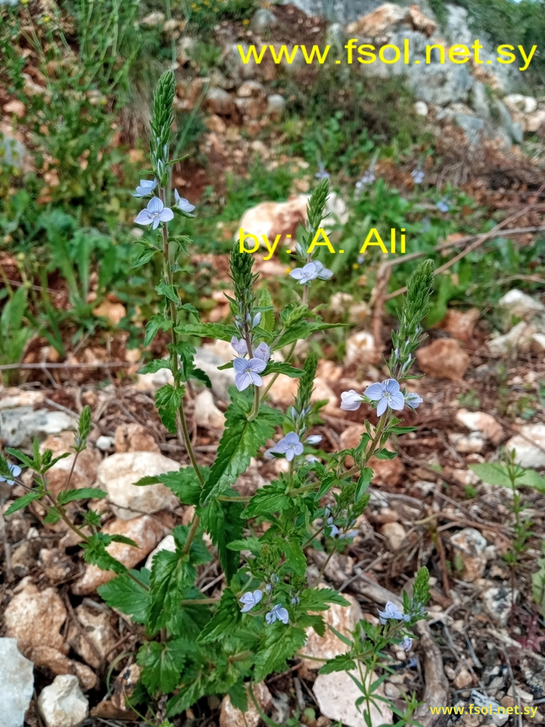 Veronica leiocarpa Boiss.